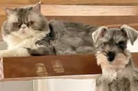 Some spooky tales about our furbabies – unmasked