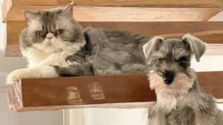 Some spooky tales about our furbabies – unmasked