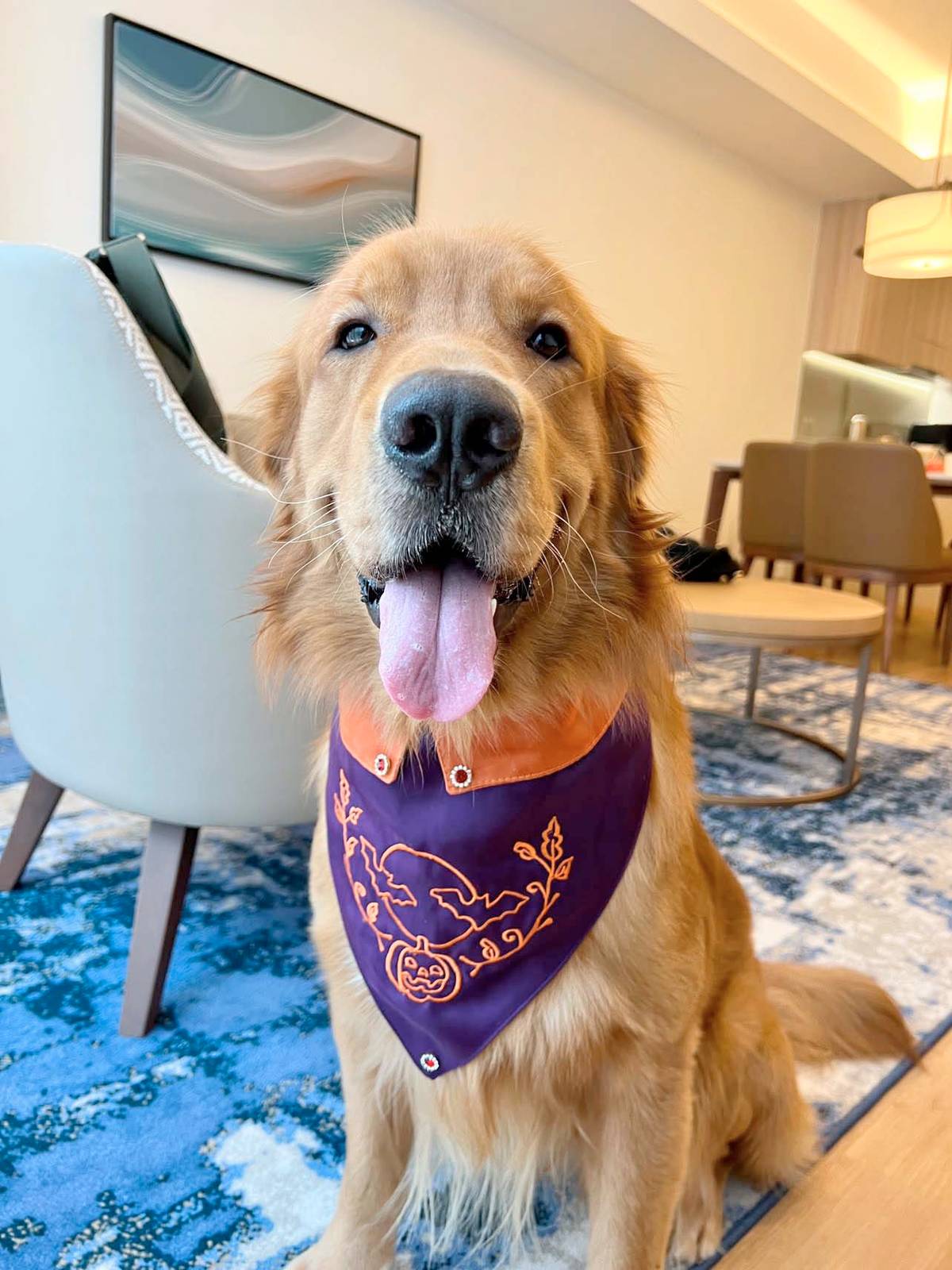FILDOG’s classic barong scarf, now in spooky Halloween colors! Featuring festive orange and purple fabric with handmade Halloween embroidery, perfect for your furbabies this spooky season.