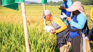 100-hectare hybrid rice model farm showcases higher yield potential in Ilocos Norte