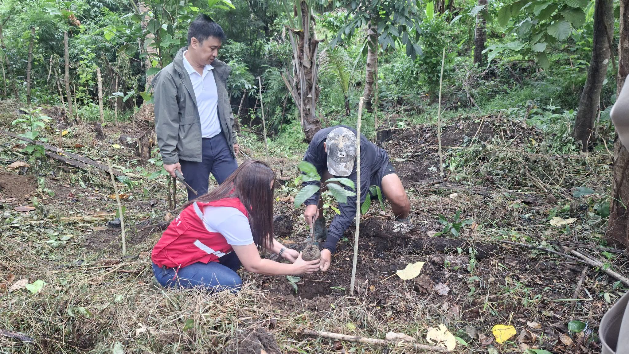 Pagudpud SLP association plants 500 cacao seedlings for International Coffee Day