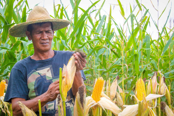 Marcos raises corn import quota to curb meat prices
