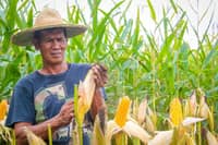 Marcos raises corn import quota to curb meat prices