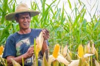 Marcos raises corn import quota to curb meat prices