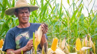Marcos raises corn import quota to curb meat prices