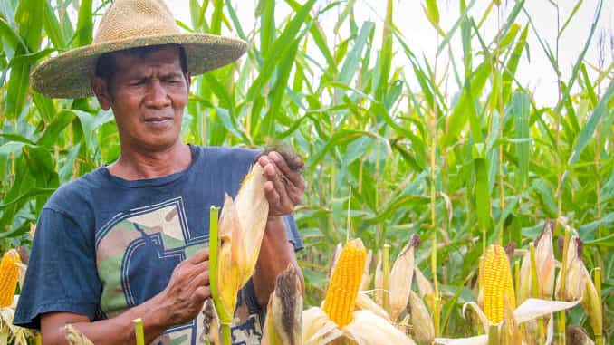 Marcos raises corn import quota to curb meat prices