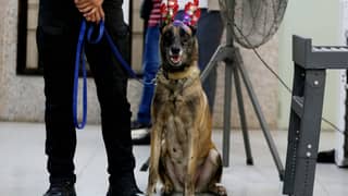 PNP K9 units face shortage as 304 dogs near retirement — COA