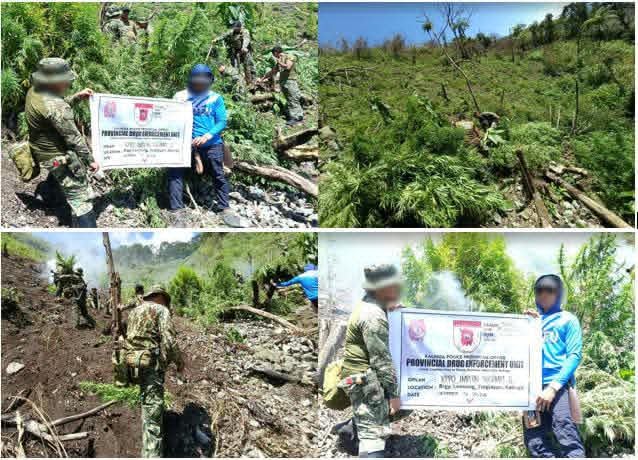 Police destroy P108.8M worth of marijuana in Kalinga