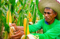 More corn imports under Marcos EO