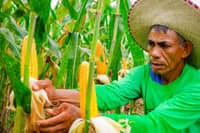 More corn imports under Marcos EO