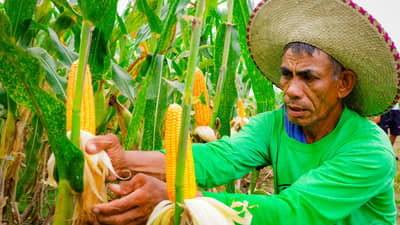 More corn imports under Marcos EO