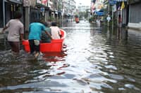 Leptospirosis infections plunge