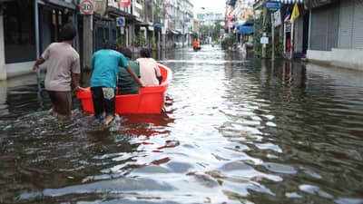 Leptospirosis infections plunge