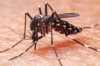 DoH flags 14 areas amid rise in dengue cases