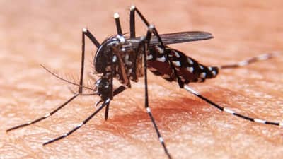 DoH flags 14 areas amid rise in dengue cases