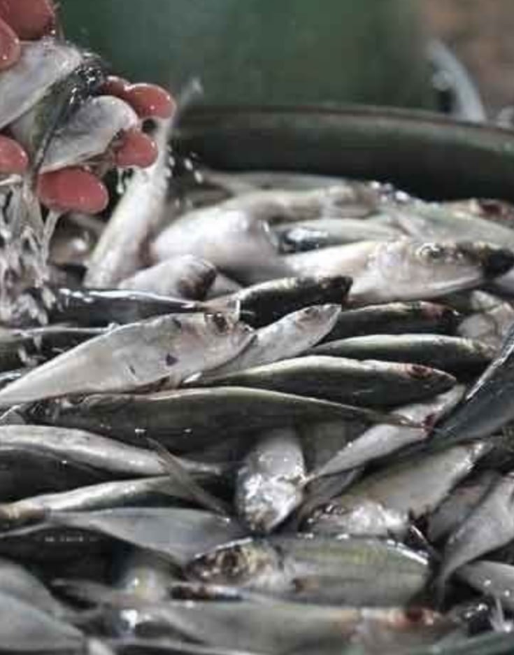 Palawan galunggong fishing ban takes effect 1 November