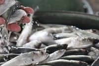 Palawan galunggong fishing ban takes effect 1 November