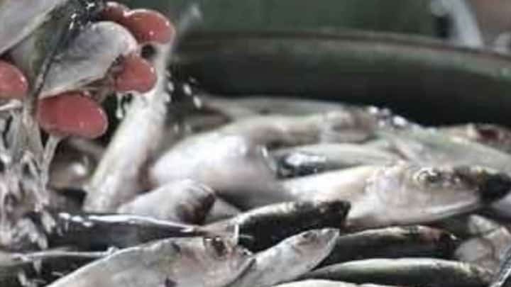 GALUNGGONG CONSERVATION. Freshly caught fish are shown as the Bureau of Fisheries and Aquatic Resources prepares to enforce a three-month closed fishing season for galunggong in designated waters northeast of Palawan beginning 1 November 2026. The restriction aims to protect spawning fish stocks and sustain future catches.