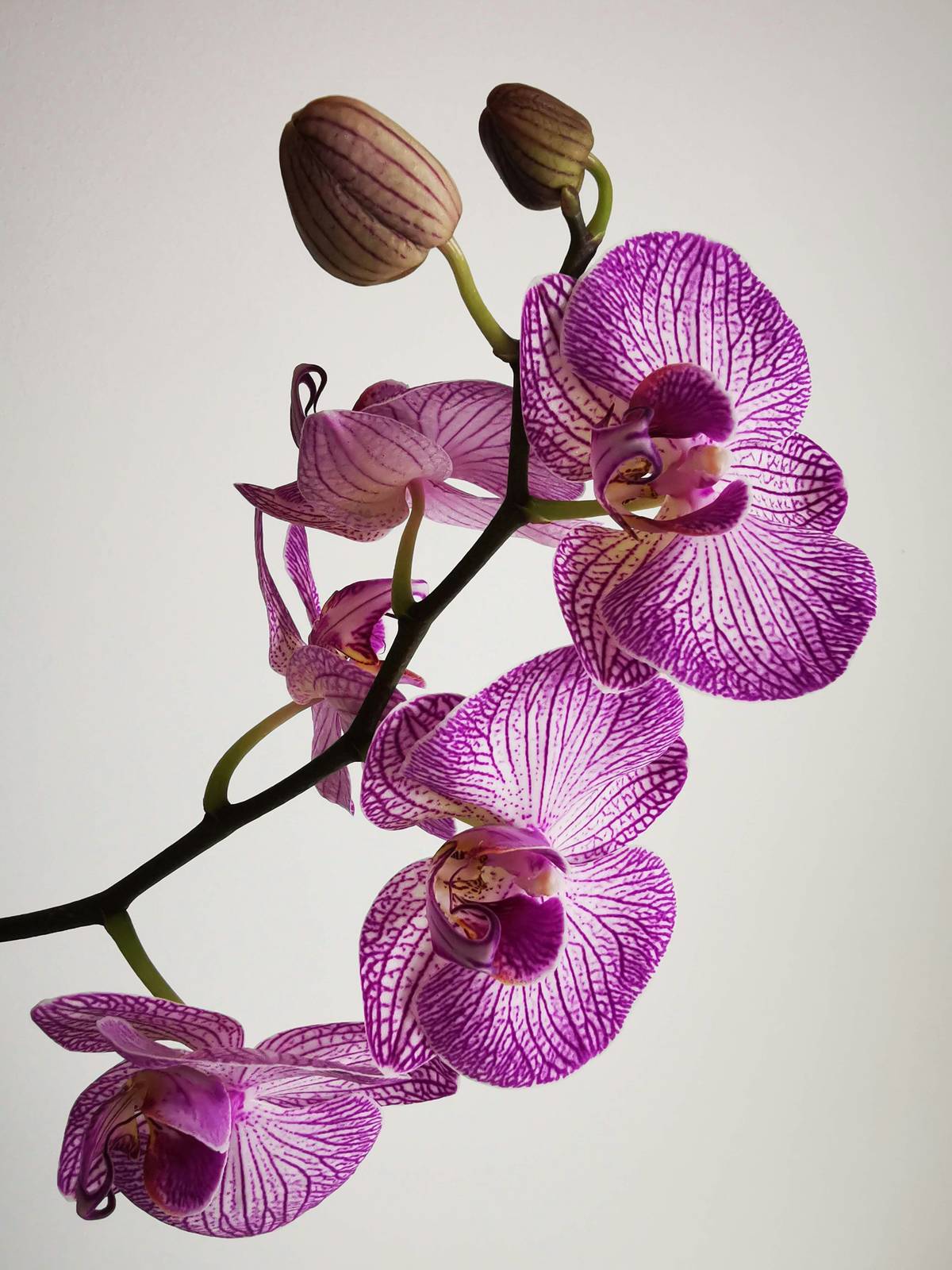 ORCHIDS