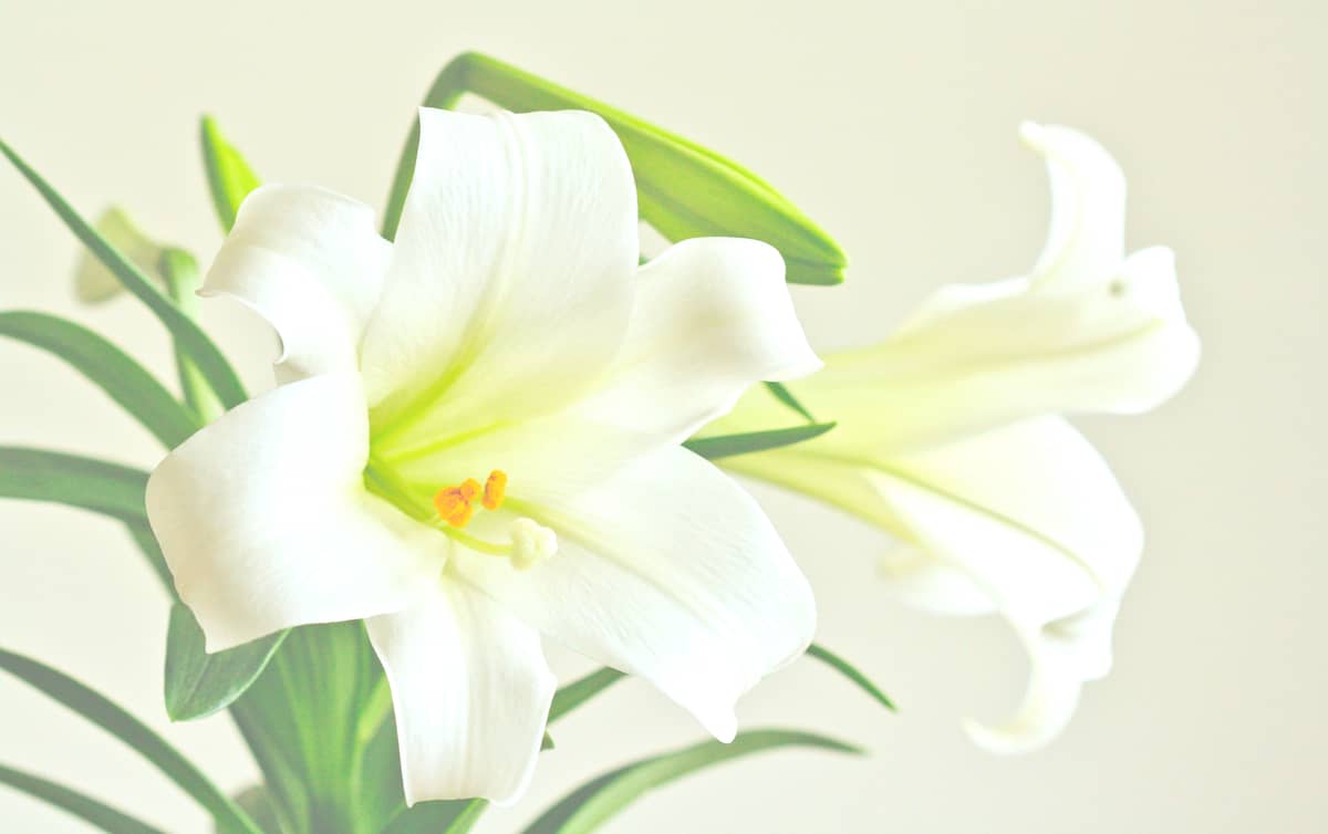 WHITE Lilies