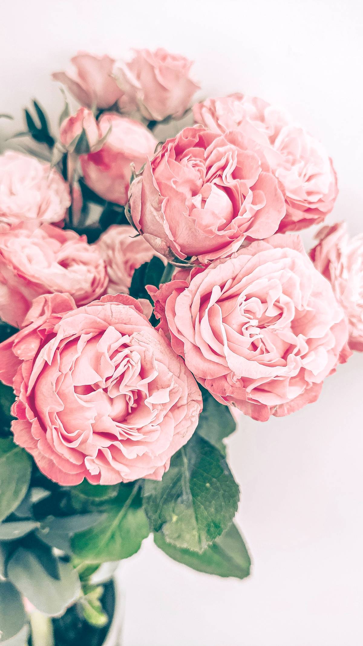 ROSES