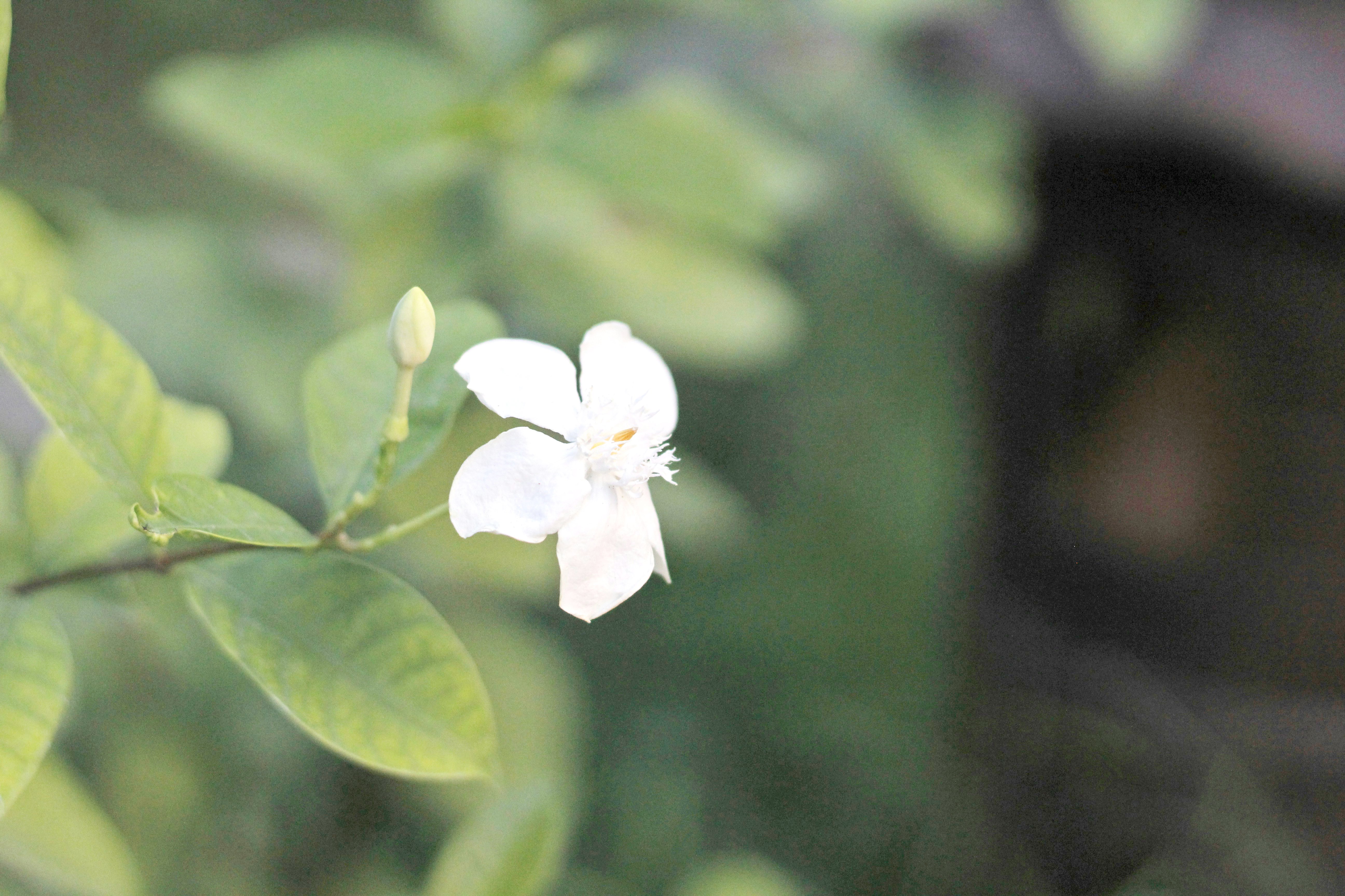 SAMPAGUITA