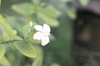 Flowers that carry the meaning of ‘Undas’