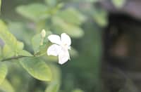 SAMPAGUITA