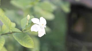 flowers that carry the meaning of ‘Undas’