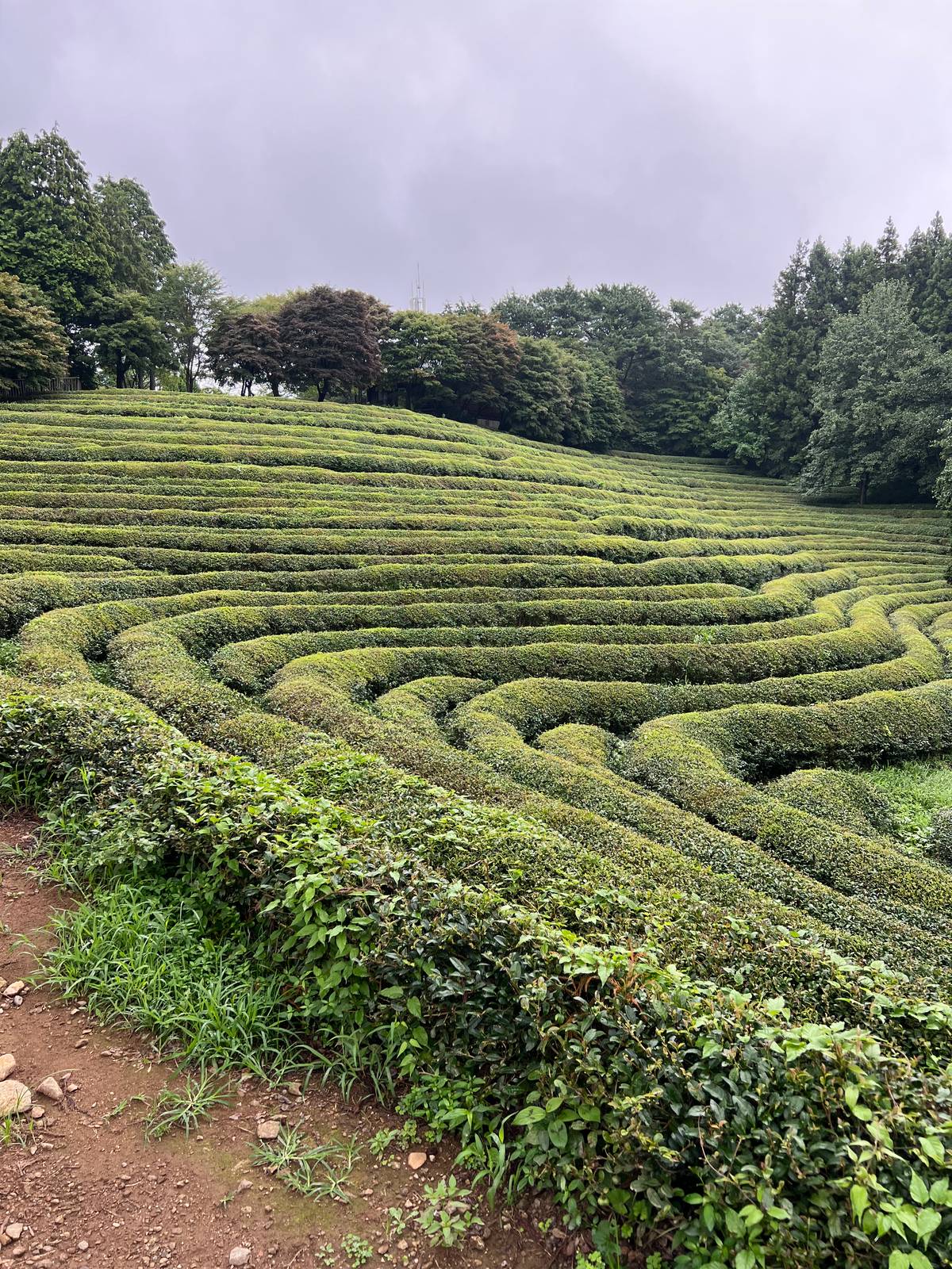 BOSENG'S green tea fields are as much a feast for the eyes as they are a destination for those curious about Korea’s tea-making heritage.