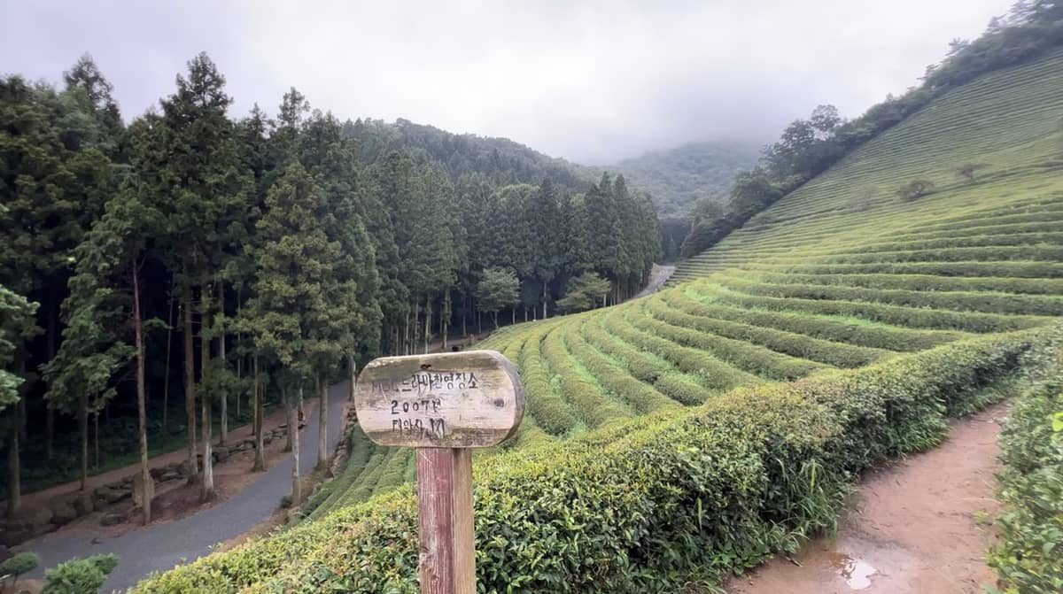 BEYOND its picturesque landscape, Boseong’s sprawling tea fields showcase how harvest seasons shape the flavor and character of Korean green tea.