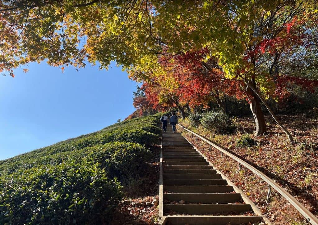 SET against rolling hills, Boseong’s tea plantation offers a refreshing escape from the bustle of South Korea’s cities.