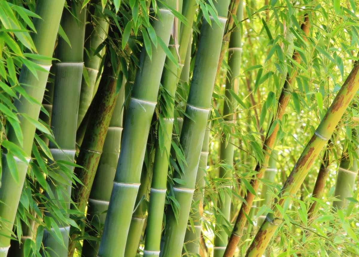 Bamboo firms urged tapping $73B global green gold market