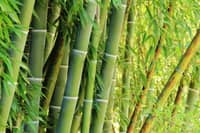Bamboo firms urged tapping $73B global green gold market
