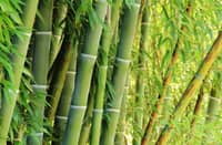 BAMBOO is emerging as a global ‘green gold mine,’ transforming from a traditional regional material into a multi-billion-dollar driver of the modern sustainable economy. Often called ‘green steel’ or ‘vegetable gold,’ its explosive growth is fueled by the urgent corporate and consumer shift toward eco-friendly alternatives to plastics, concrete, hardwood and synthetic fibers.