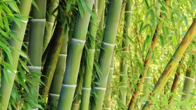 Bamboo firms urged tapping $73B global green gold market