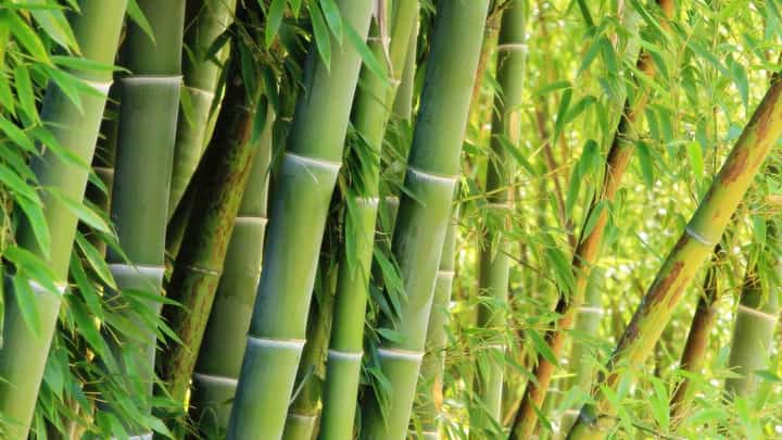 BAMBOO is emerging as a global ‘green gold mine,’ transforming from a traditional regional material into a multi-billion-dollar driver of the modern sustainable economy. Often called ‘green steel’ or ‘vegetable gold,’ its explosive growth is fueled by the urgent corporate and consumer shift toward eco-friendly alternatives to plastics, concrete, hardwood and synthetic fibers.