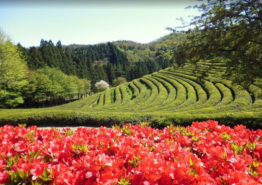 The green hills of Boseong