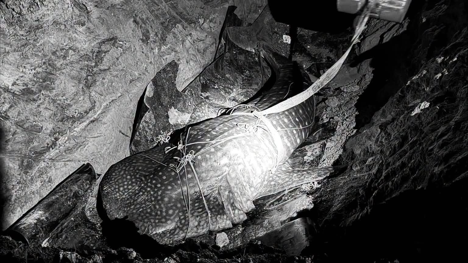 Dead whale shark found along Bacolod City shore