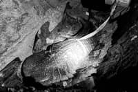 Dead whale shark found along Bacolod City shore