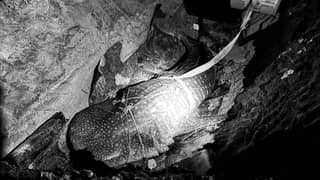 Dead whale shark found along Bacolod City shore