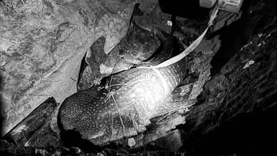 Dead whale shark found along Bacolod City shore