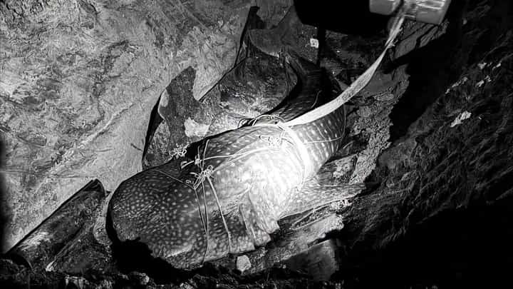 Dead whale shark found along Bacolod City shore