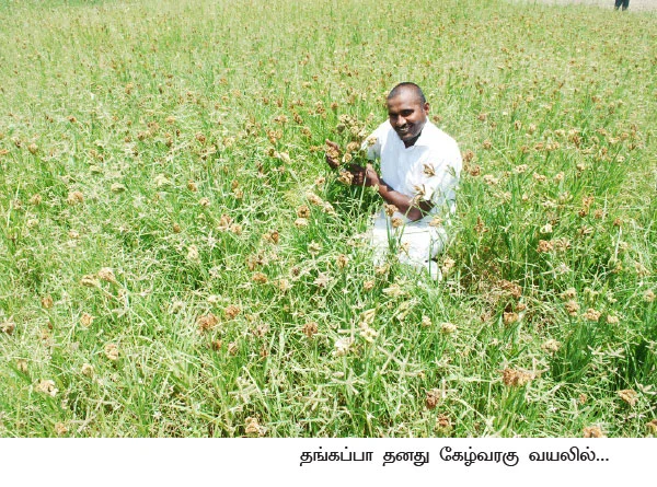 எரு... விதைப்பு... தண்ணீர்... அறுவடை..!