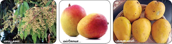 மாயா டீச்சரின் மந்திரக் கம்பளம்!