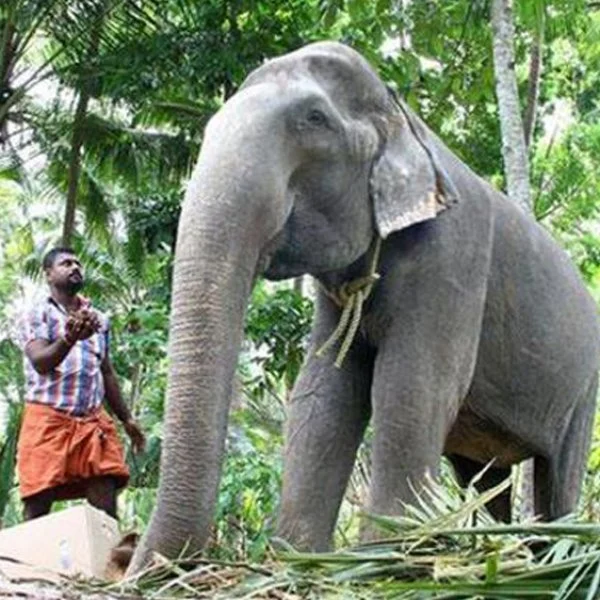 கின்னஸில் இடம்பிடித்த பெண் யானை தாக்ஷாயணி 87 வயதில் மரணம்!