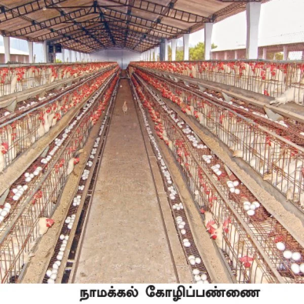 "கோழிப் பண்ணைகளை இனி நடத்த முடியாது" - உச்ச நீதிமன்றத் தடையால் பாதிப்படையும் பண்ணையாளர்கள்!