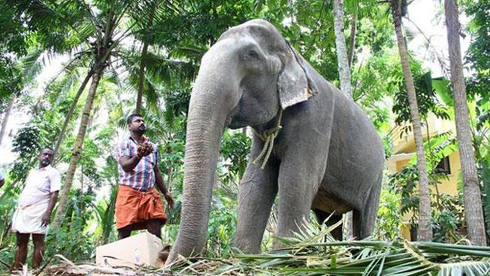 கின்னஸில் இடம்பிடித்த பெண் யானை தாக்ஷாயணி 87 வயதில் மரணம்!
