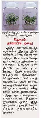 மலைவேம்பு... மானாவாரியிலும் மகசூல்