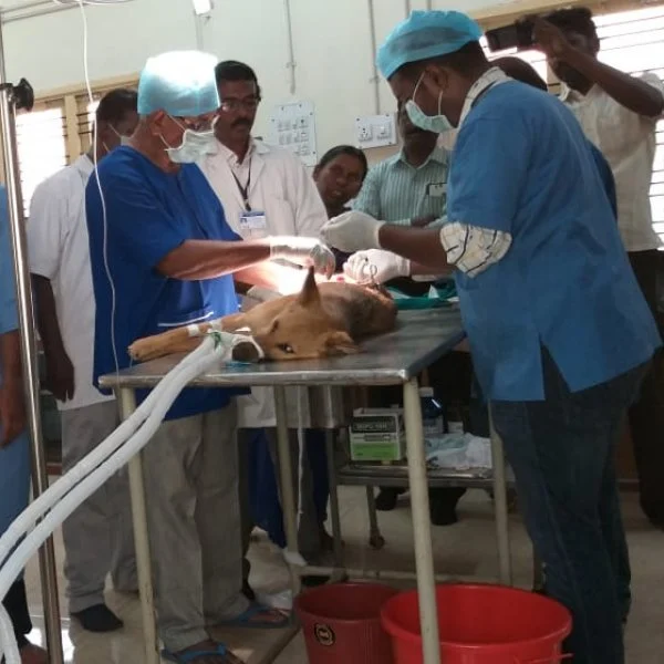 தமிழகத்தில் முதல்முறை! - வாயு மூலம் மயக்க மருந்து செலுத்தி நாய்க்கு அறுவைசிகிச்சை